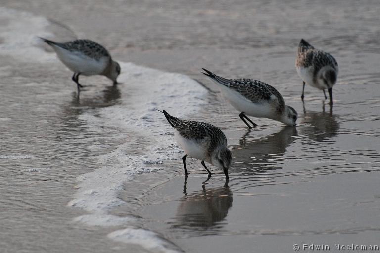 ENE-20080905-0067.jpg - [nl] Drieteenstrandlopers ( Calidris alba  ) | Sandbanks Provincial Park, Burgeo, Newfoundland, Canada[en] Sanderling ( Calidris alba  ) | Sandbanks Provincial Park, Burgeo, Newfoundland, Canada